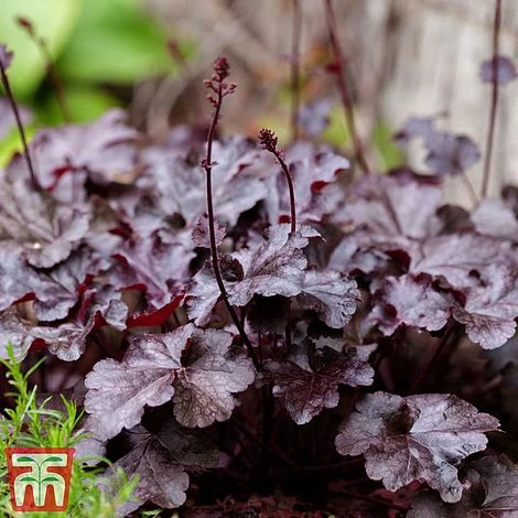 Heuchera Villosa 'Palace Purple' 1 Heuchera Villosa 'Palace Purple'