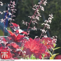 Heuchera Villosa 'Palace Purple' 5 Heuchera Villosa 'Palace Purple' -Fresh Sprout HEUC T57837 C