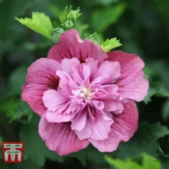 Hibiscus Syriacus 'Kakapo'