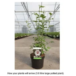 Hibiscus Syriacus 'Lady Stanley' 14 Hibiscus Syriacus 'Lady Stanley' -Fresh Sprout HIBI T67941 B h