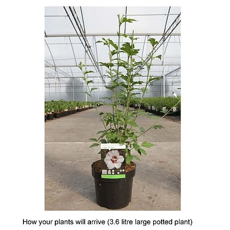 Hibiscus Syriacus 'Lady Stanley' 7 Hibiscus Syriacus 'Lady Stanley' - Image 7