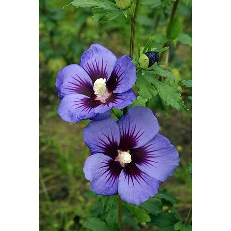 Hibiscus Syriacus Ultramarine 'Minultra' 1 Hibiscus Syriacus Ultramarine 'Minultra'