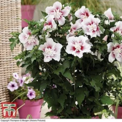 Hibiscus 'Starburst Chiffon' 14 Hibiscus 'Starburst Chiffon' -Fresh Sprout HIBI T81880 A1