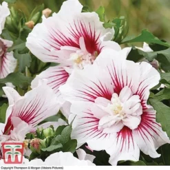 Hibiscus 'Starburst Chiffon' 15 Hibiscus 'Starburst Chiffon' -Fresh Sprout HIBI T81880 C1