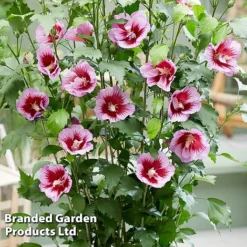 Hibiscus 'Flower Tower Purple' -Fresh Sprout HIBI FTOWERPUR H43877