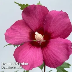 Hibiscus 'Flower Tower Collection' 7 Hibiscus 'Flower Tower Collection' -Fresh Sprout HIBI FTOWERRUB H438801