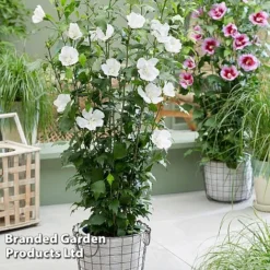 Hibiscus 'Flower Tower Collection' 6 Hibiscus 'Flower Tower Collection' -Fresh Sprout HIBI FTOWERWHI H438861