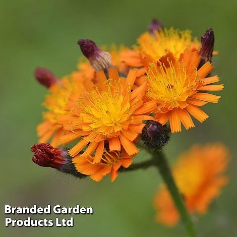 Hieracium Aurantiacum 1 Hieracium Aurantiacum