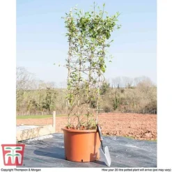 Honeysuckle 'Halliana' - Trellis -Fresh Sprout HONE WKB9249 F