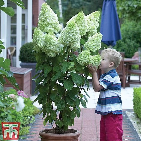 Hydrangea Paniculata 'Magical Moonlight' 1 Hydrangea Paniculata 'Magical Moonlight'