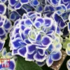 Hydrangea Macrophylla 'Bavaria'