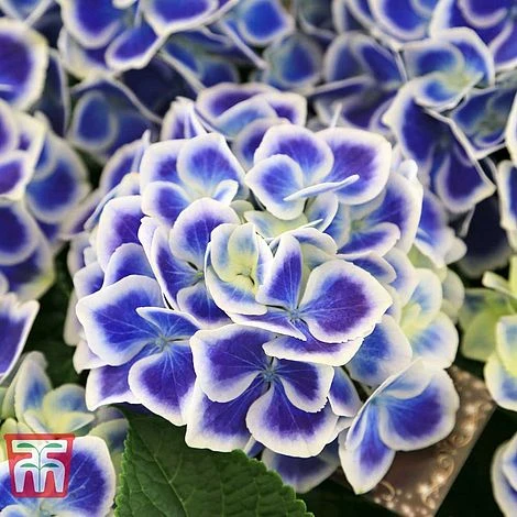 Hydrangea Macrophylla 'Bavaria' 1 Hydrangea Macrophylla 'Bavaria'