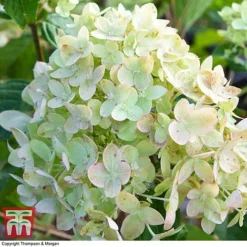 Hydrangea Paniculata 'Little Lime' 9 Hydrangea Paniculata 'Little Lime' -Fresh Sprout HYDR 62058 A1