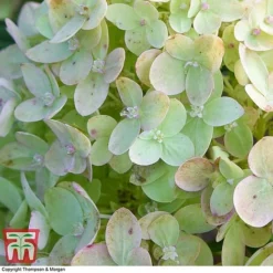 Hydrangea Paniculata 'Little Lime' 10 Hydrangea Paniculata 'Little Lime' -Fresh Sprout HYDR 62058 A2