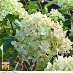 Hydrangea Paniculata 'Little Lime' 11 Hydrangea Paniculata 'Little Lime' -Fresh Sprout HYDR 62058 A3