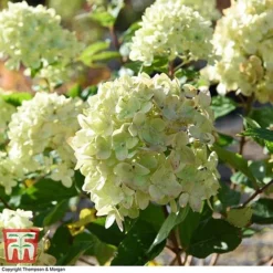 Hydrangea Paniculata 'Little Lime' 12 Hydrangea Paniculata 'Little Lime' -Fresh Sprout HYDR 62058 A4