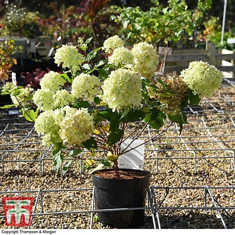 Hydrangea Paniculata 'Little Lime' 7 Hydrangea Paniculata 'Little Lime' - Image 7