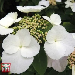Hydrangea Macrophylla 'Benxi'