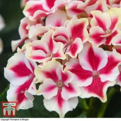 Hydrangea Macrophylla 'Camilla'