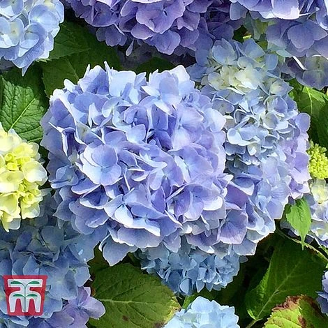 Hydrangea Macrophylla 'Early Blue' 2 Hydrangea Macrophylla 'Early Blue' - Image 2
