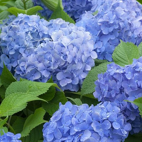 Hydrangea Macrophylla 'Blue Danube' 1 Hydrangea Macrophylla 'Blue Danube'