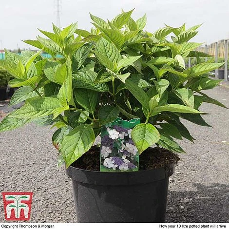 Hydrangea Macrophylla 'Blue Danube' 2 Hydrangea Macrophylla 'Blue Danube' - Image 2