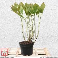 Hydrangea Macrophylla 'Blue Danube' 5 Hydrangea Macrophylla 'Blue Danube' -Fresh Sprout HYDR T58101 C