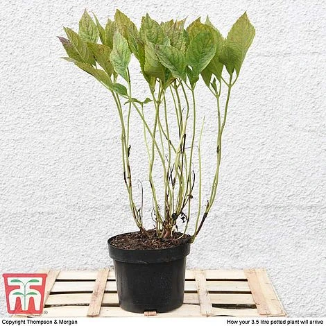 Hydrangea Macrophylla 'Blue Danube' 3 Hydrangea Macrophylla 'Blue Danube' - Image 3