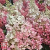 Hydrangea Paniculata 'Pinky Winky'