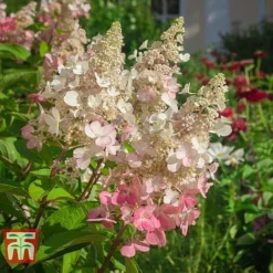 Hydrangea Paniculata 'Pinky Winky' 7 Hydrangea Paniculata 'Pinky Winky' -Fresh Sprout HYDR T58480 C1