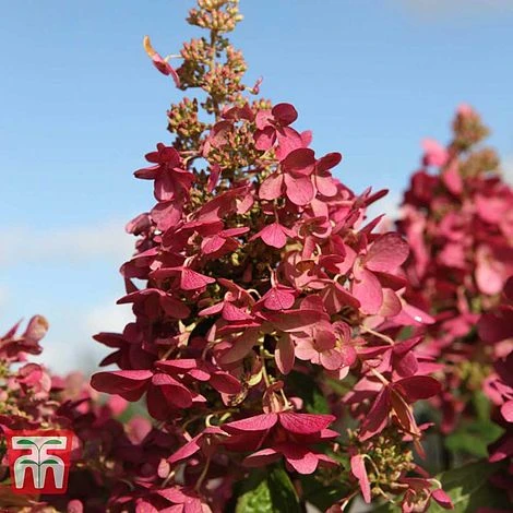 Hydrangea Paniculata 'Pinky Winky' 4 Hydrangea Paniculata 'Pinky Winky' - Image 4