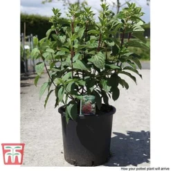 Hydrangea Paniculata 'Pinky Winky' 9 Hydrangea Paniculata 'Pinky Winky' -Fresh Sprout HYDR T58480 E1