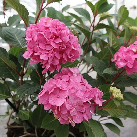 Hydrangea Macrophylla 'Endless Summer - Bloomstar' 1 Hydrangea Macrophylla 'Endless Summer - Bloomstar'