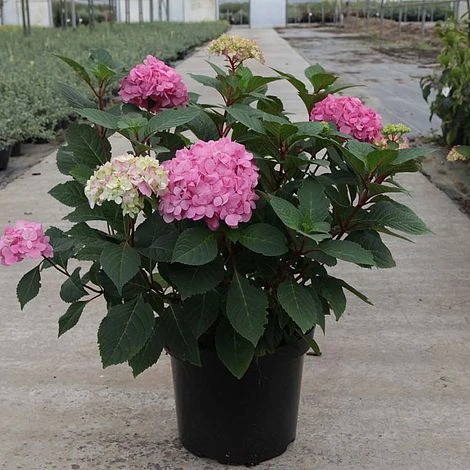 Hydrangea Macrophylla 'Endless Summer - Bloomstar' 2 Hydrangea Macrophylla 'Endless Summer - Bloomstar' - Image 2