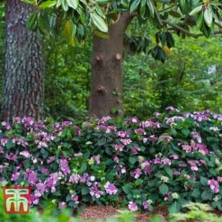 Hydrangea Macrophylla 'Endless Summer - Twist & Shout' -Fresh Sprout HYDR T62055 D