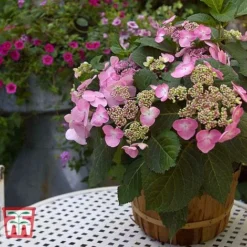 Hydrangea Macrophylla 'Endless Summer - Twist & Shout' -Fresh Sprout HYDR T62055 E