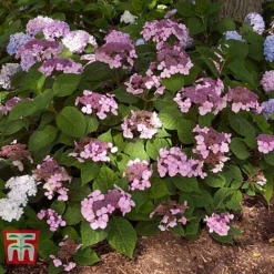 Hydrangea Macrophylla 'Endless Summer - Twist & Shout' -Fresh Sprout HYDR T62055 F