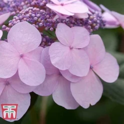 Hydrangea Macrophylla 'Endless Summer - Twist & Shout' -Fresh Sprout HYDR T62055 G