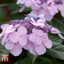 Hydrangea Macrophylla 'Endless Summer - Twist & Shout' -Fresh Sprout HYDR T62055 H