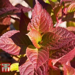 Hydrangea Macrophylla 'Endless Summer - Twist & Shout' -Fresh Sprout HYDR T62055 J