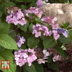 Hydrangea Macrophylla 'Endless Summer - Twist & Shout' -Fresh Sprout HYDR T62055 K