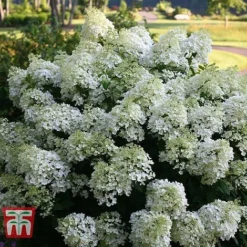 Hydrangea Paniculata 'Bobo' -Fresh Sprout HYDR T62057 A