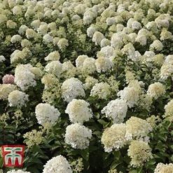 Hydrangea Paniculata 'Bobo' -Fresh Sprout HYDR T62057 C