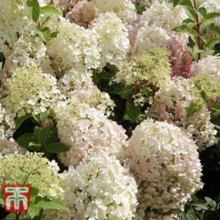 Hydrangea Paniculata 'Bobo' -Fresh Sprout HYDR T62057 D