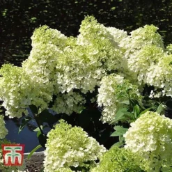 Hydrangea Paniculata 'Bobo' -Fresh Sprout HYDR T62057 E