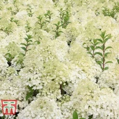 Hydrangea Paniculata 'Bobo' -Fresh Sprout HYDR T62057 F