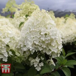 Hydrangea Paniculata 'Bobo' -Fresh Sprout HYDR T62057 G