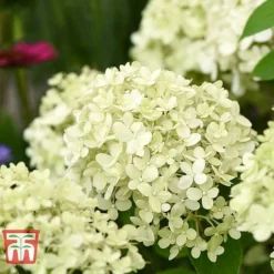 Hydrangea Paniculata 'Bobo' -Fresh Sprout HYDR T62057 H