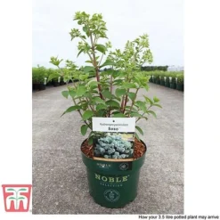 Hydrangea Paniculata 'Bobo' -Fresh Sprout HYDR T62057 J