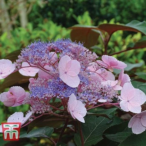 Hydrangea Aspera 'Hot Chocolate' 1 Hydrangea Aspera 'Hot Chocolate'